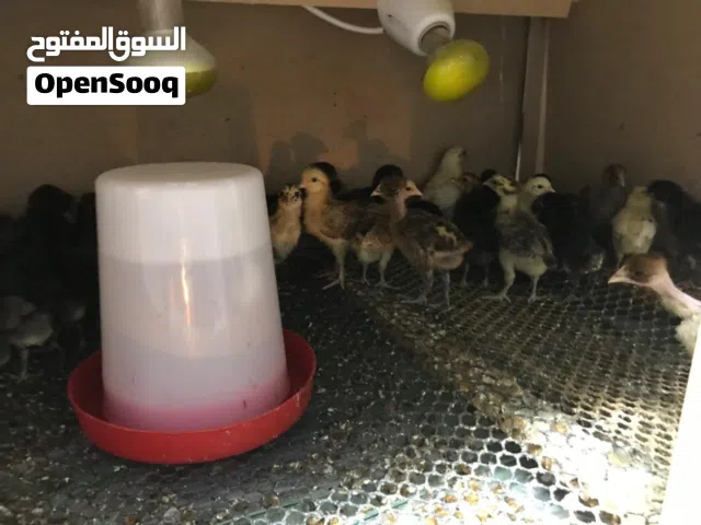 صيصان بلدي العمر 12 يوم صحه ونظافه