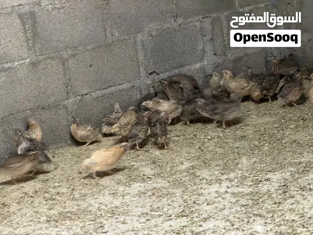 سمان للبيع