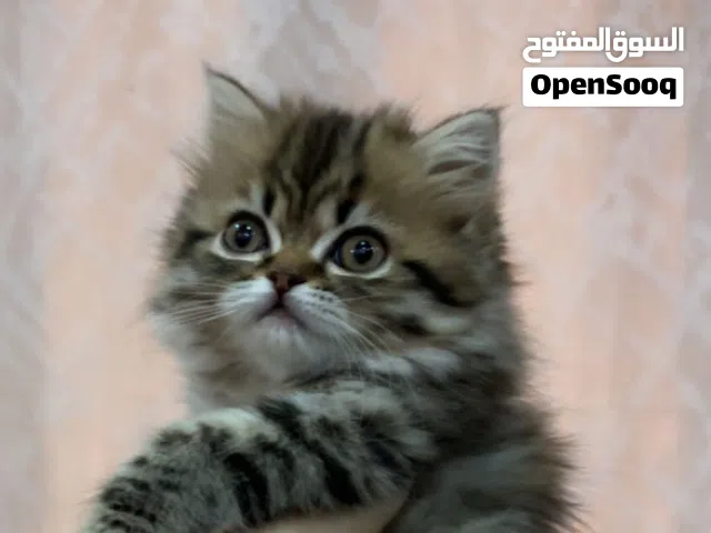 انثى من اب هملايا و ام سكوتش