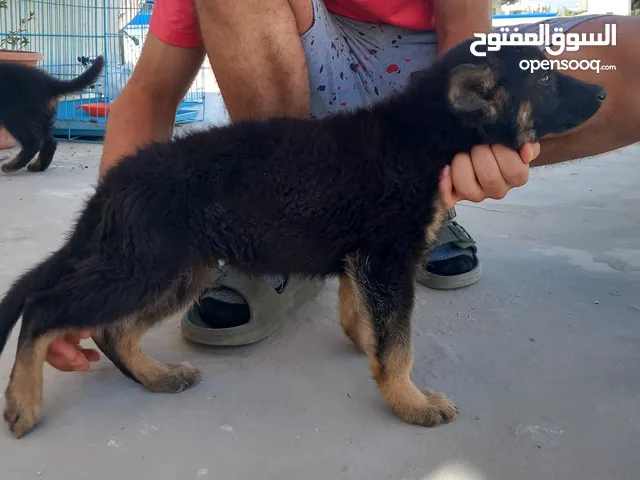 جرو جيرمن شو لاين مستوى عالي