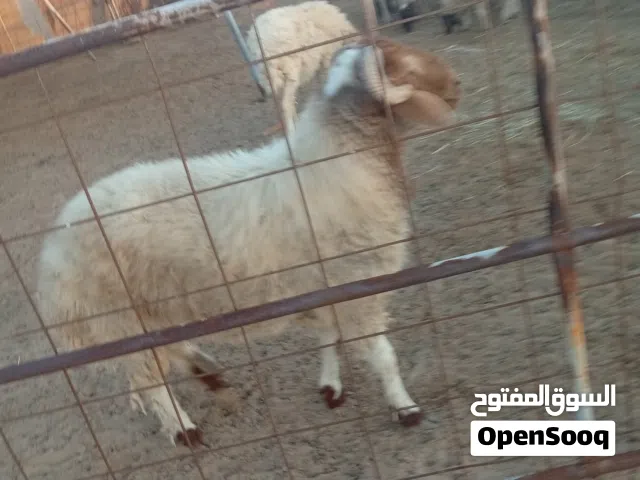 خروف نعيمي طلوقه بيور العمر سنه وشهرين الموقع رزين السعر 1800