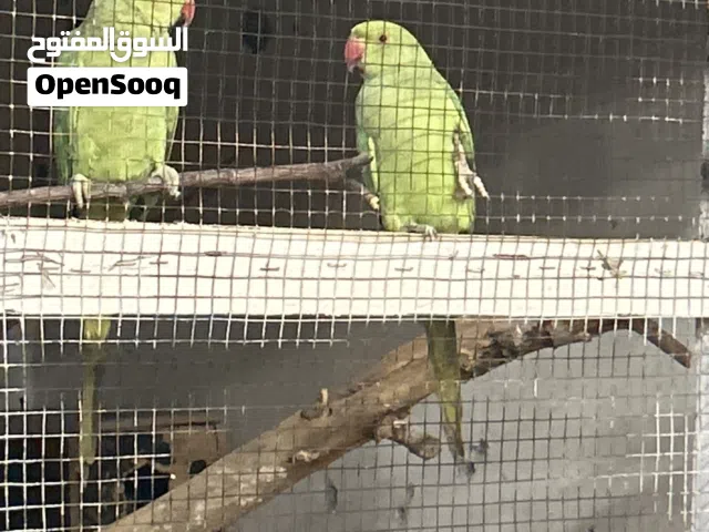 للبيع اناث دره