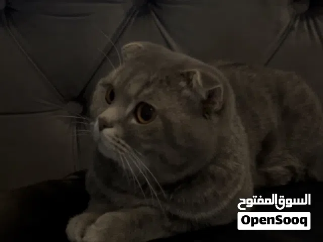 للبيع قطو ذكر عمره سنه وشي ماخذ تطعيمات ومعاه دفتر تطعيمات هادي وايد رقم تواصل