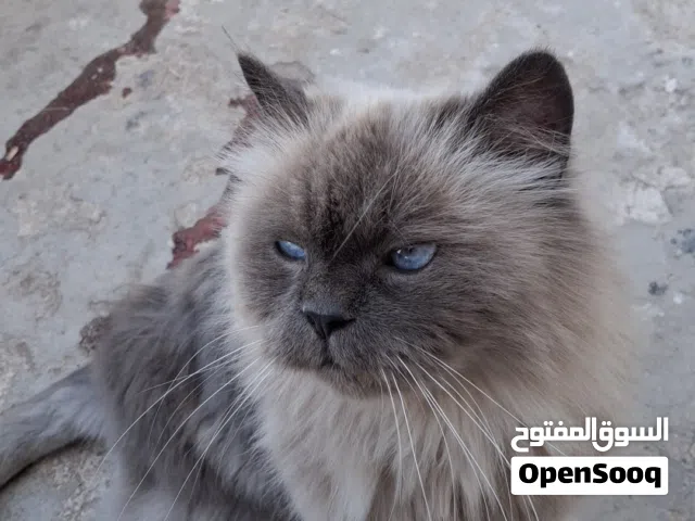 *قط هيمالايا بلو بوينت ساحرة للبيع**