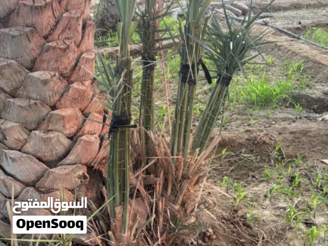 فسائل للبيع