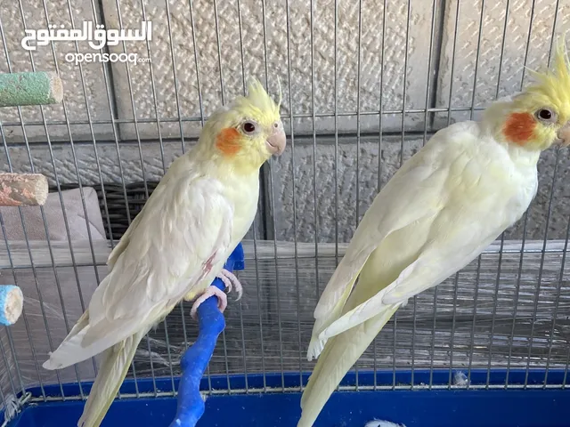 عصافير كوكتيل للبيع ممتازين
