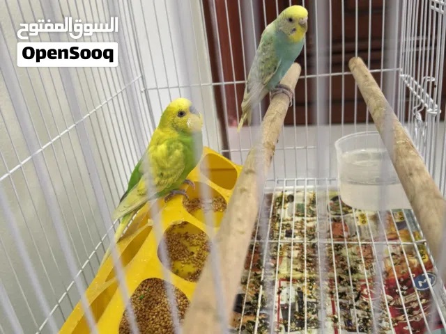 Lovebirds Budgie with cage