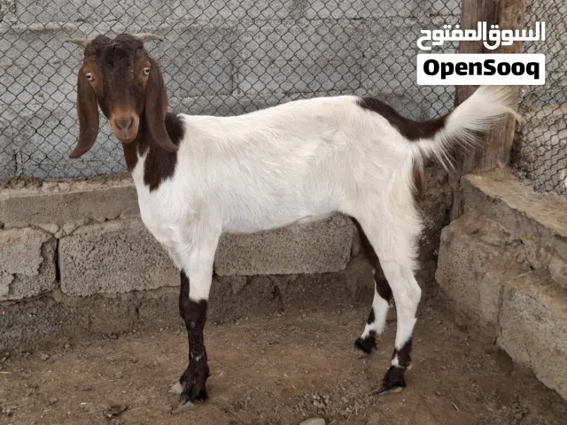 صخله باكستانيه للبيع