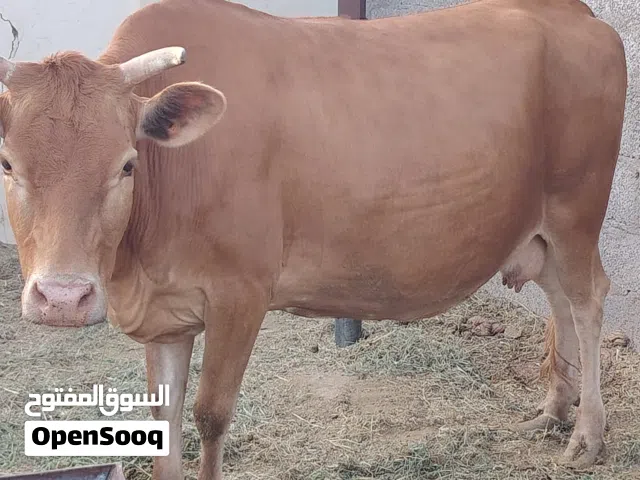 بقرة جيرسي