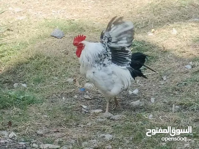 ديكه فرنسي بيور (اصل)  الأحمر و الأبيض(اقرا الوصف)