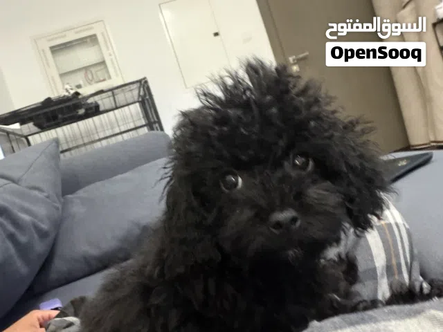 بودل انثى مع جميع مستلزماتها من بيت واكل