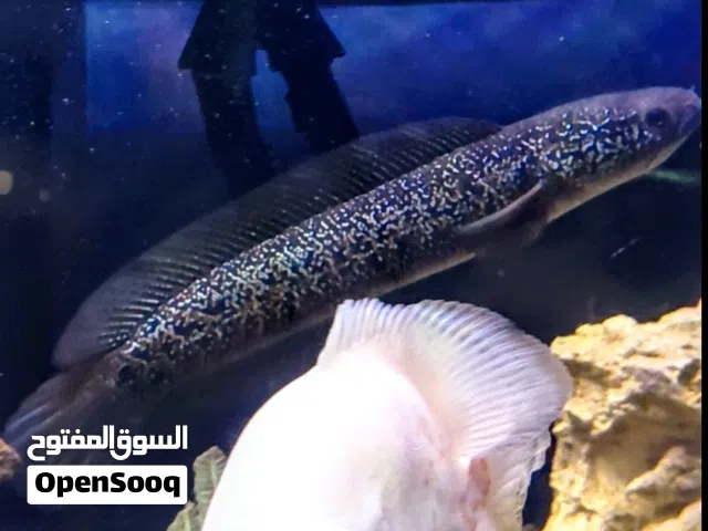 سمكة التشانا (رأس الثعبان)
