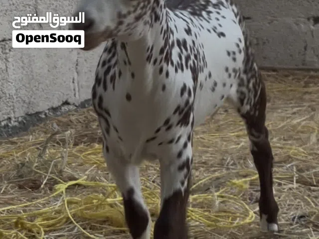 تيوس محليه