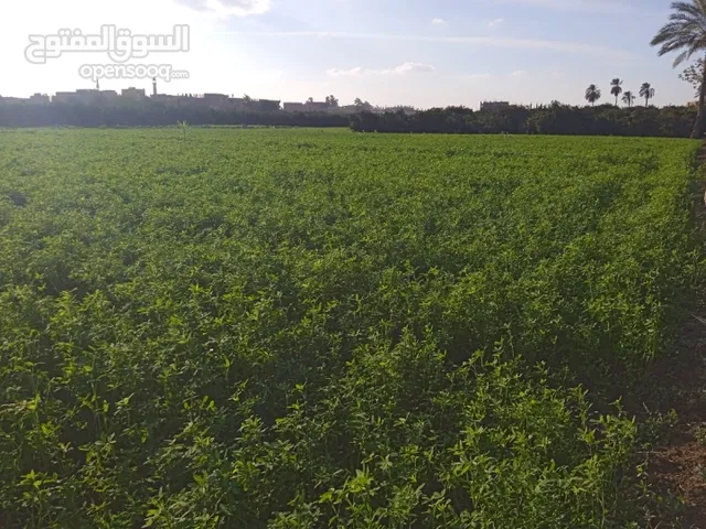 Farm Land for Sale in Sharqia Minya al-Qamh