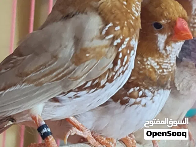 زيبرا فول اورنج