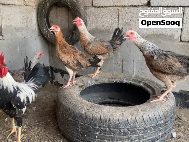 دجاج كويتي للبيع