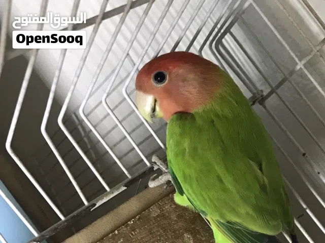 للبيع ذكر عمر سنة