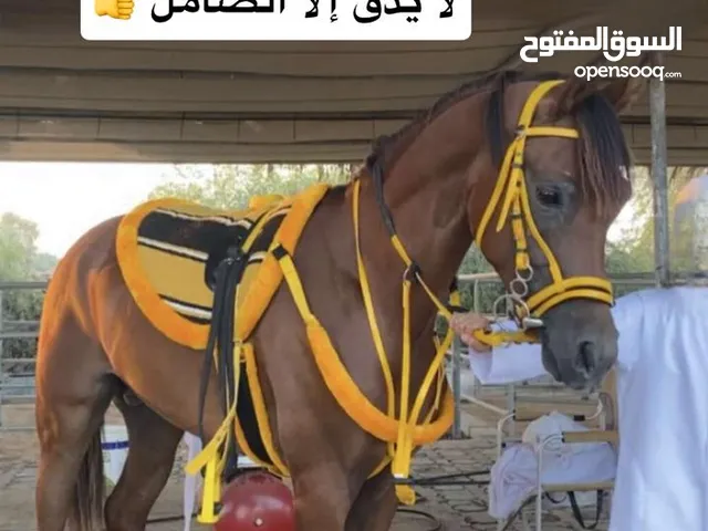 للبيع حصان عربي اصيل العمر : 2 ونص : بدون جواز