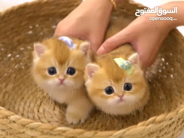 golden boy and girl pure British shorthair