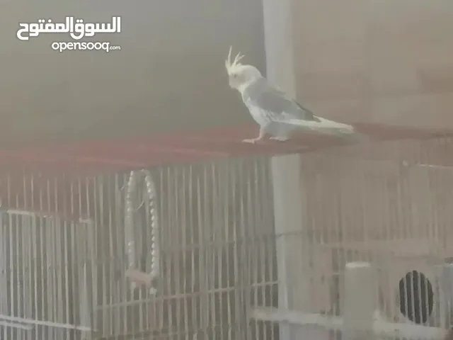 فرخ كوكتيل شوف الوصف