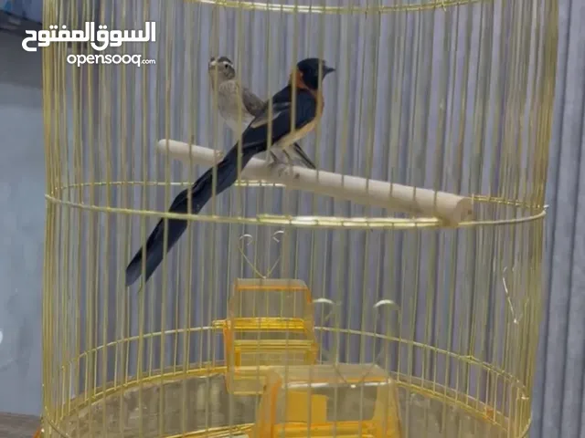 جوز وضاح مه قفص