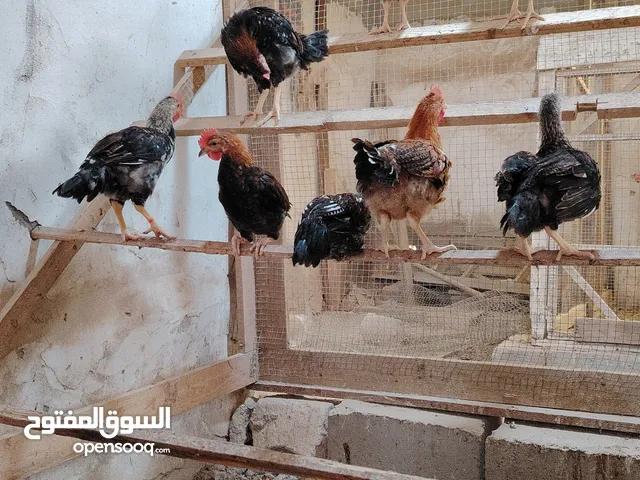 دجاج عرب عمر 3 اشهر
