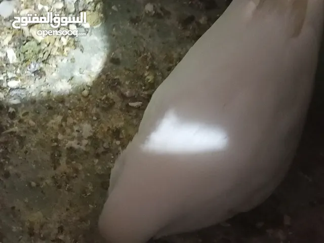 جوزين حب الاول هوكو رمو تكساس