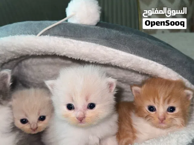 قطط سكوتش فولد ويوجد ايضاً قزم للبيع