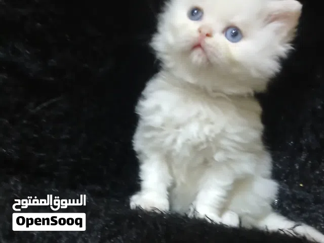 شيرازي هاف بيكى