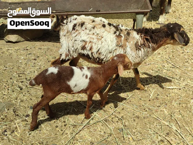 للبيع حمله