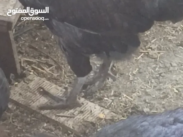 ديك وجاجتين بلديات