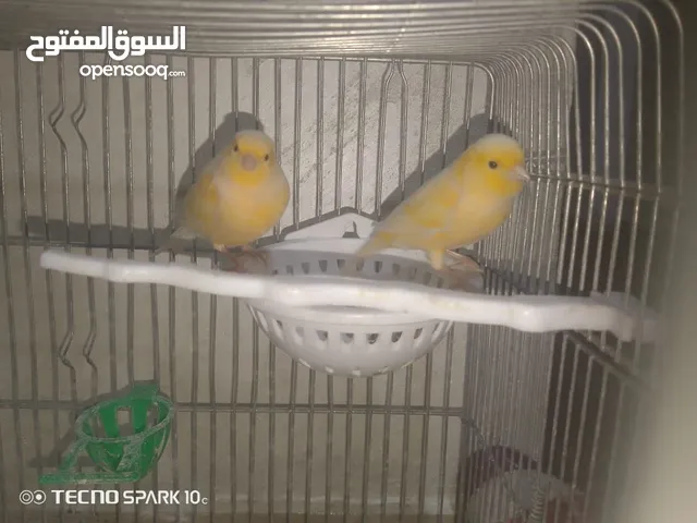 موجود اناثي كناري عدد 2 التفاصيل في الوصف