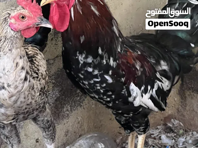 دياكة تهجين فرنسي للبيع