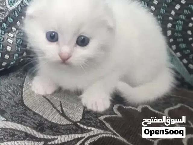 قط اليف بيتي للبيع