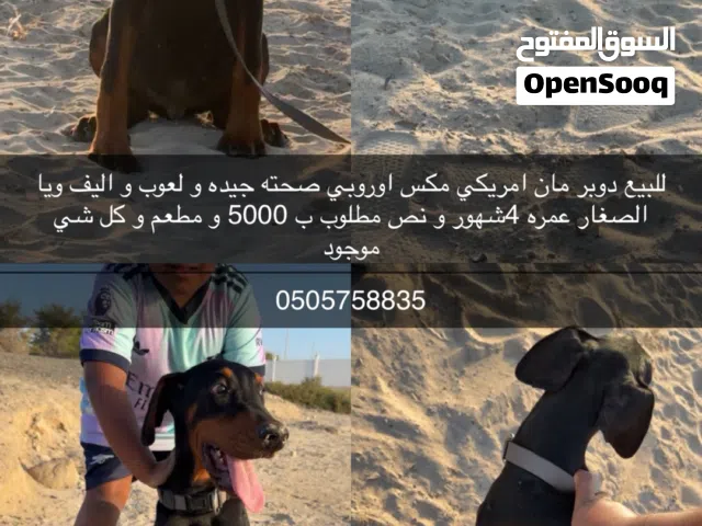 دوبر مان واحد امريكي مكس اوربي واحد اوربي بيور   امورهم طيبه و مافيهم شي و لعوبين
