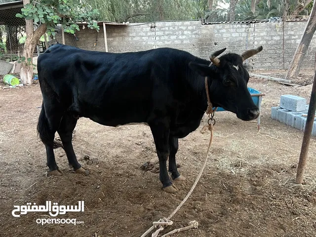 للبيع بقره نمساويه مد وشور