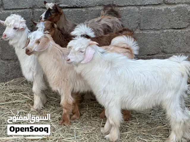 جدايا 5 + سخلات 3  من حلال الرحوب وبني سعيد محصنات حلال طيب للتربيه جاهزات كل شي سليم
