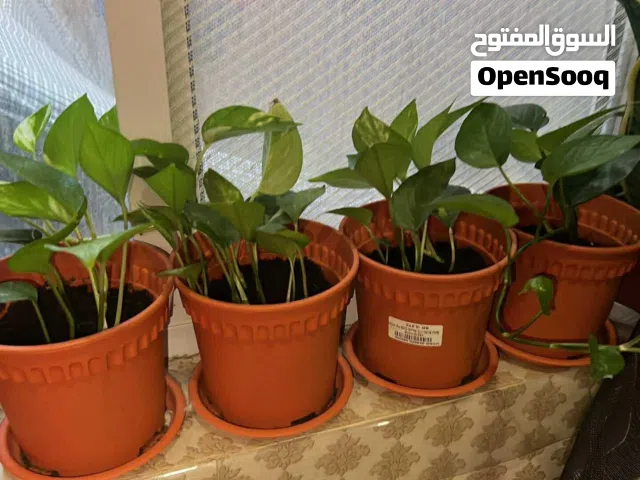 Home Indoor Money Plants