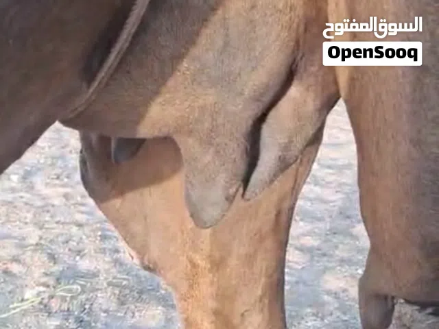 عزوف ثنو حزمية