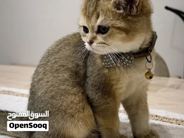 قط برتش بريد