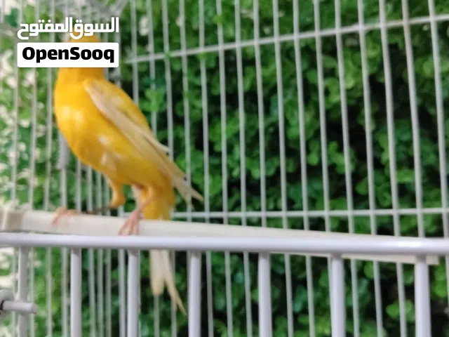 فحل جزري حبة بندوقة طويلة
