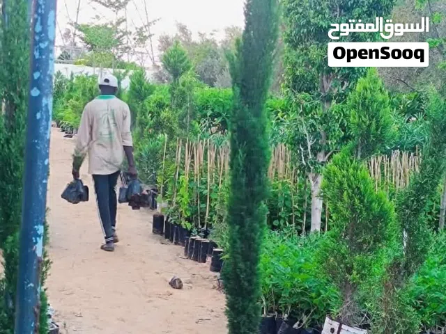 أشجار مثمرة وزينة