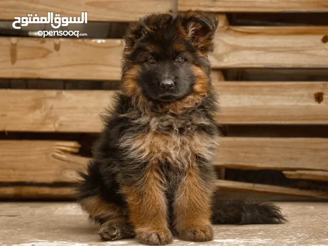 víra ambasáda štěně السوق المفتوح لبيع الكلاب Šunka Obojživelný Gramotnost