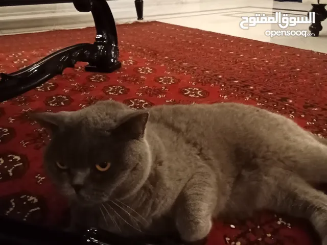 Scottish cat for sale - قطة سكوتش فولد للبيع د