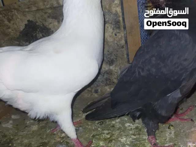 بسعر البلدي