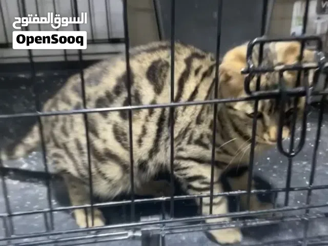 قط بنقالي بيور للبيع  عمر 6-7 اشهر