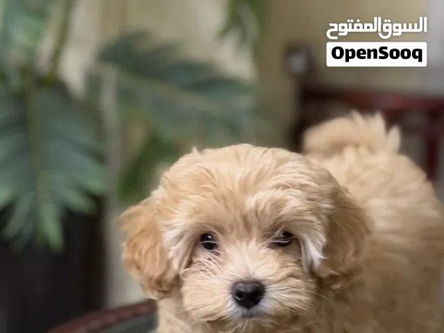 جلبه بودل ( انثى)