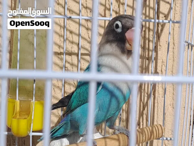 كوبيه بير سوناتا