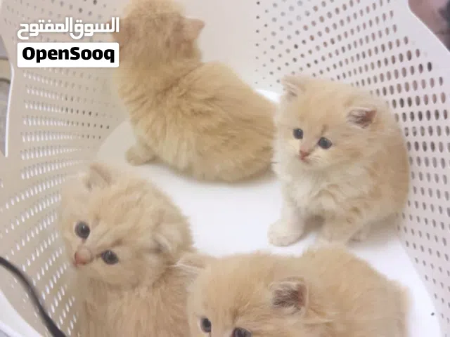 القطط العدد أربعه