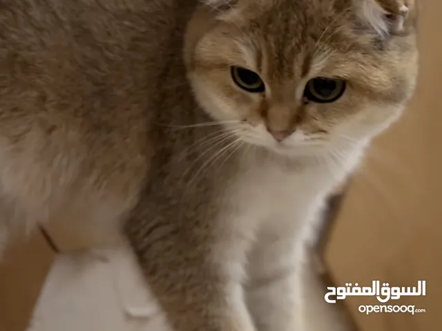 انثى سكوتش فولد ny11 Scottish fold female